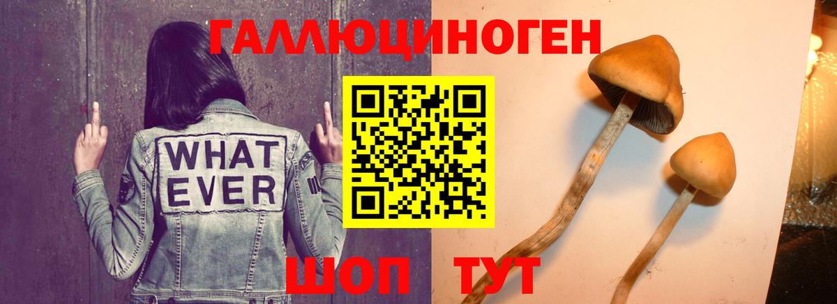 Тимашёвск  Галлюциногенные грибы прущие грибы  Вход с VPN 
